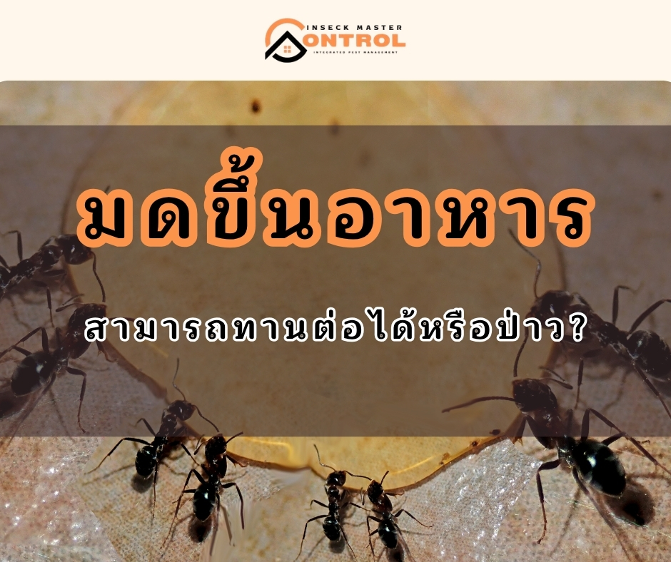 Inseckmc's tweet photo. 🐜 มดขึ้นอาหาร อย่าเสียดายเด็ดขาด
เพื่อความปลอดภัย ควรหลีกเลี่ยงการรับประทานต่อ เพราะอาหารที่มดสัมผัสอาจมีสิ่งปนเปื้อนและเพิ่มความเสี่ยงด้านสุขอนามัย
#มดขึ้นบ้าน #กำจัดมด #IMC #บริษัทกำจัดมด https://t.co/ITbWQx9XTf