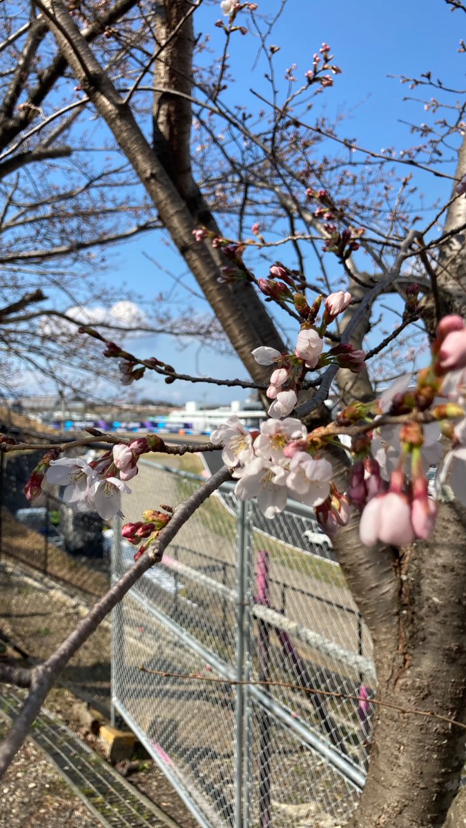 ここに私が鈴鹿 開花宣言を致します！！

1番大事な(?)S字の所が開花してました🌸

ただもうちょいプッシュしてくれ！！
Hammer time！！！
#f1jp #f1の準備 #F1日本GP #鈴鹿サーキット