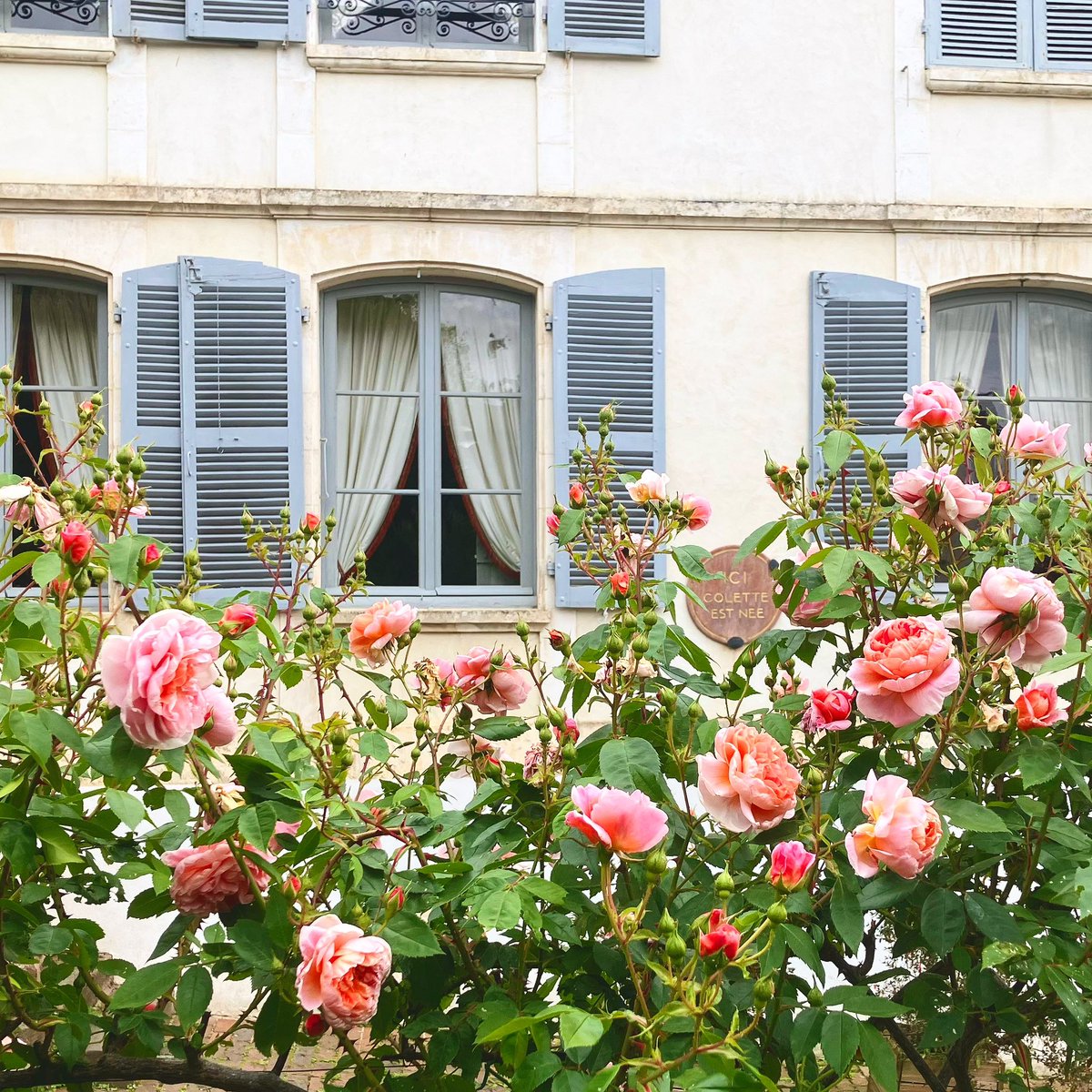 Maison de Colette tweet media