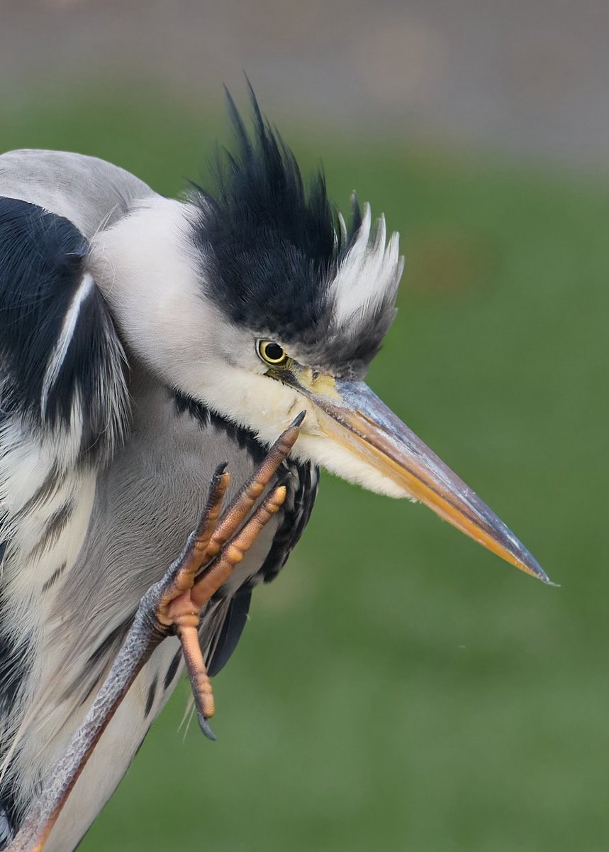 paul hayes tweet media