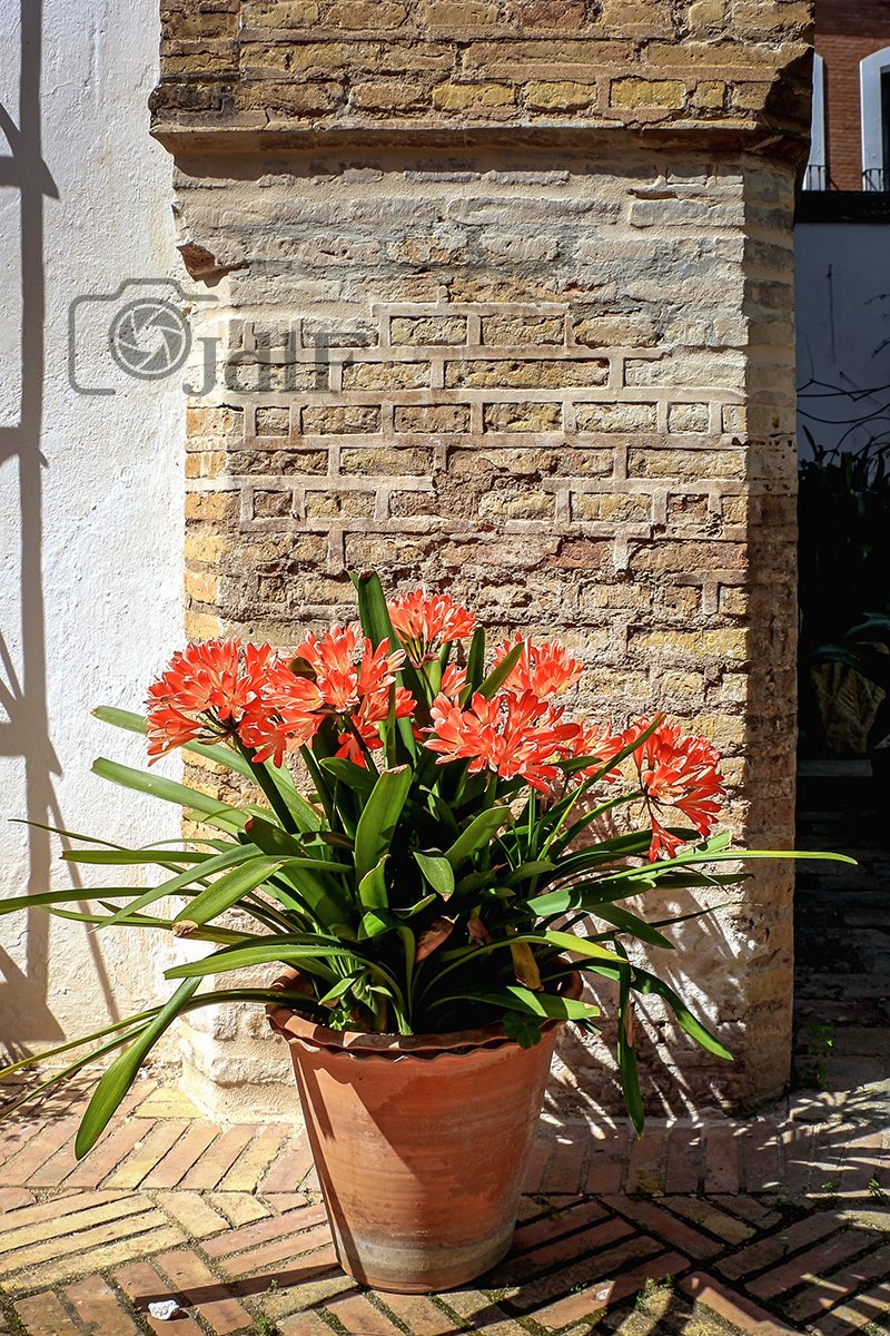 JaJa89944408's tweet image. ¡Como están las "#Clivia Miniata" en estos días! tambien llamadas lirios de fuego