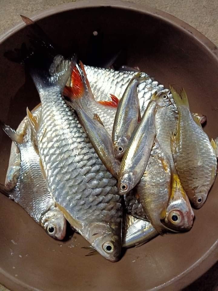 সমীক্ষা পাটগিৰি🥥🧆 tweet media