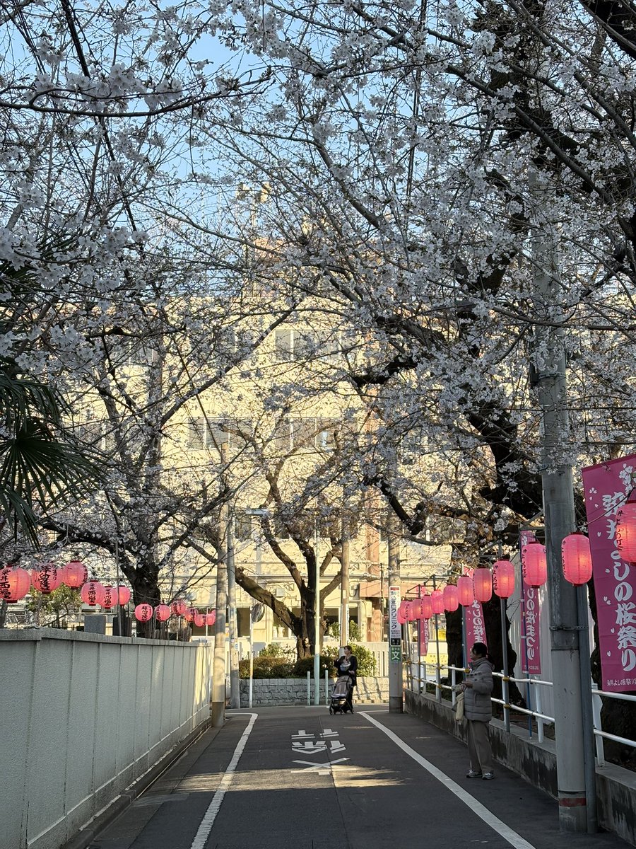 pentaro2010's tweet photo. 染井吉野発祥の地に来ています。
まだ咲き始めたばかりですが、西福寺脇の道の桜は開花が進んでいました。染井よしの桜まつりの幟と提灯に映えていました。三分咲きくらいかな？河津桜は葉桜、大島桜はソメイヨシノよりは開花が早く緑の萼とともに見栄えがしました。
2026年3月23日 東京都 https://t.co/wC893qepBR