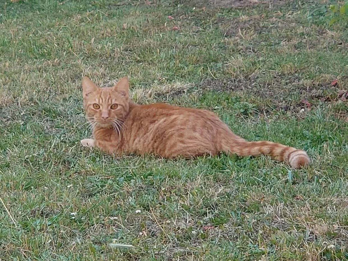 VigiPets.fr tweet media