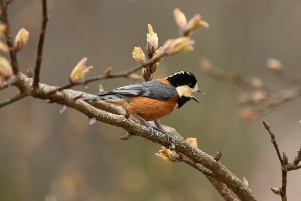 camerabegin's tweet photo. ニーニー!
#ヤマガラ #野鳥 #野鳥観察 #birds #varied #tit https://t.co/WVmTCWFv2X