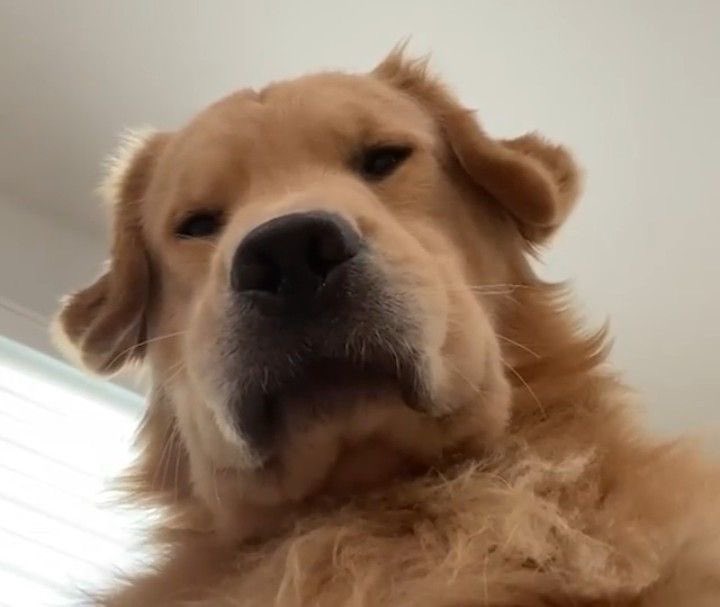 np (slow) tweet media