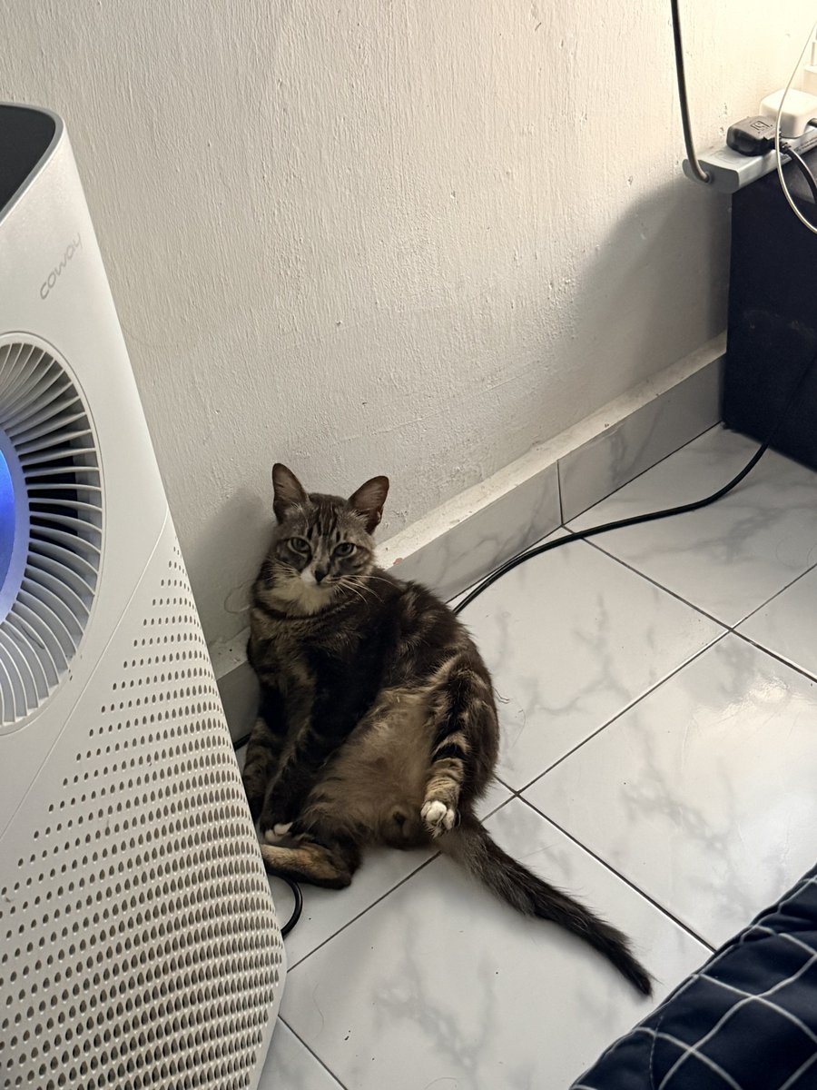 TinKic's tweet photo. Kita mungkin dalam hidup ni boleh jumpa banyak kucing tapi bagi kucing  yang kita bela dari kecik dia hanya ada kita saja..dalam hidup dia..syg ku bulat rehat la tempat yang tenang terima kasih untuk 2  tahun bersama 🥹😭
#bulat https://t.co/w48EyFF8X1