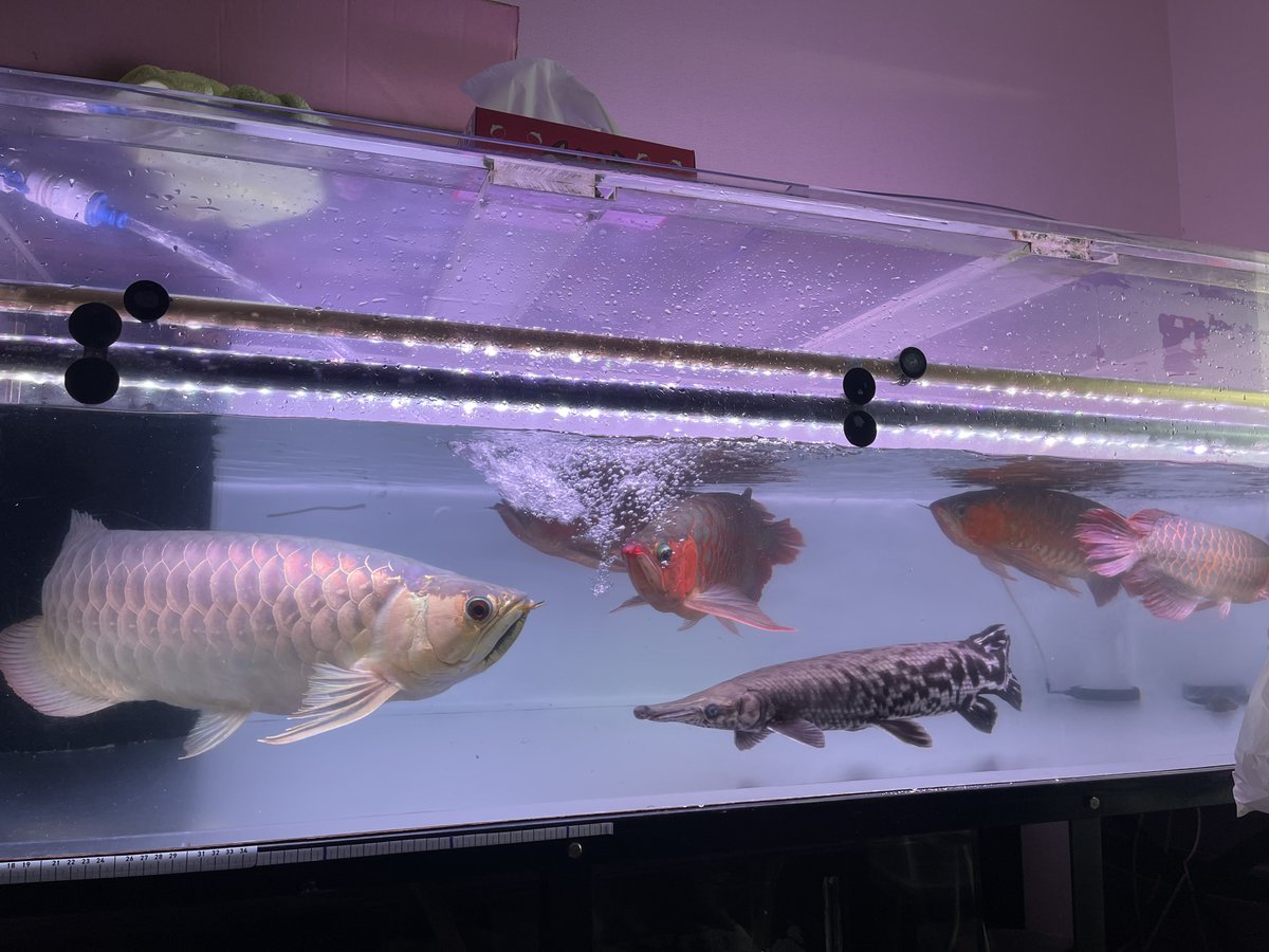 チンピたれ蔵 tweet media