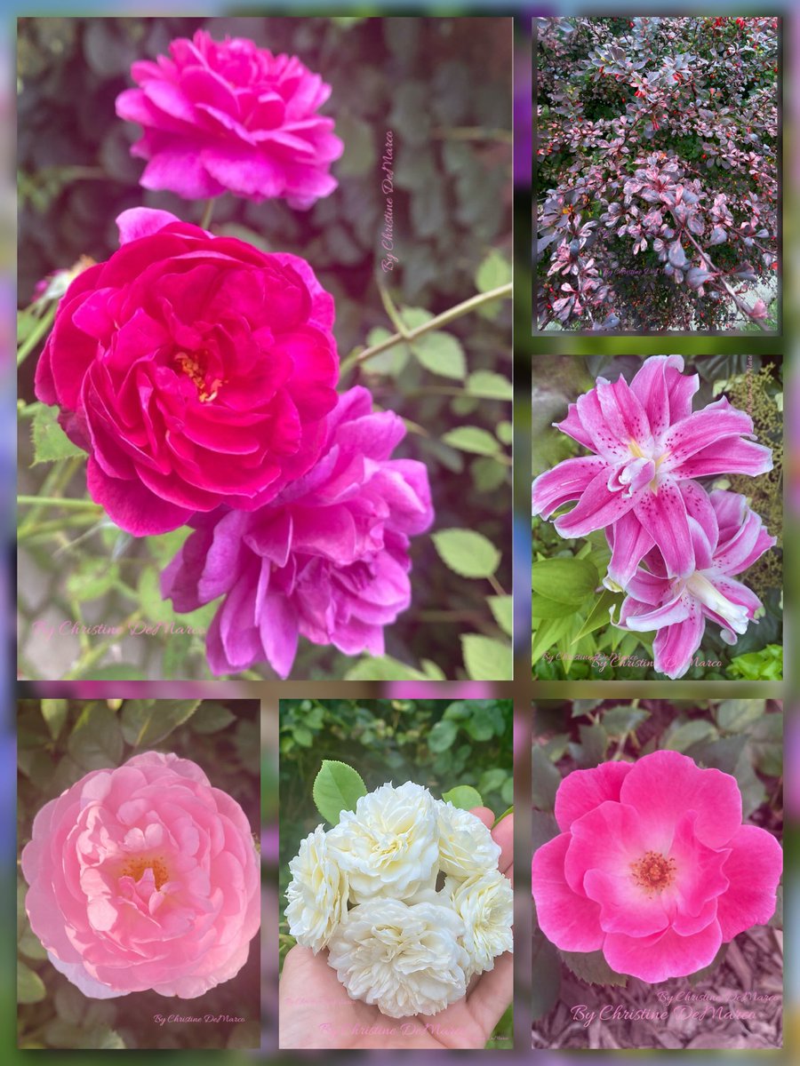 🌱Christine DeMarco tweet media