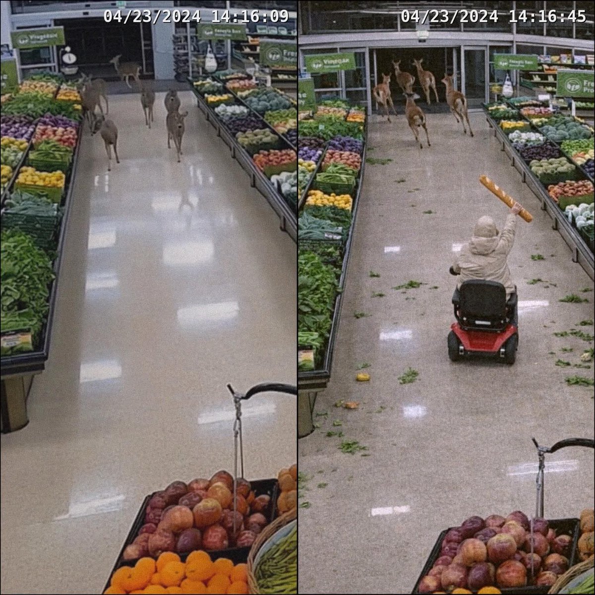 The Husky tweet media