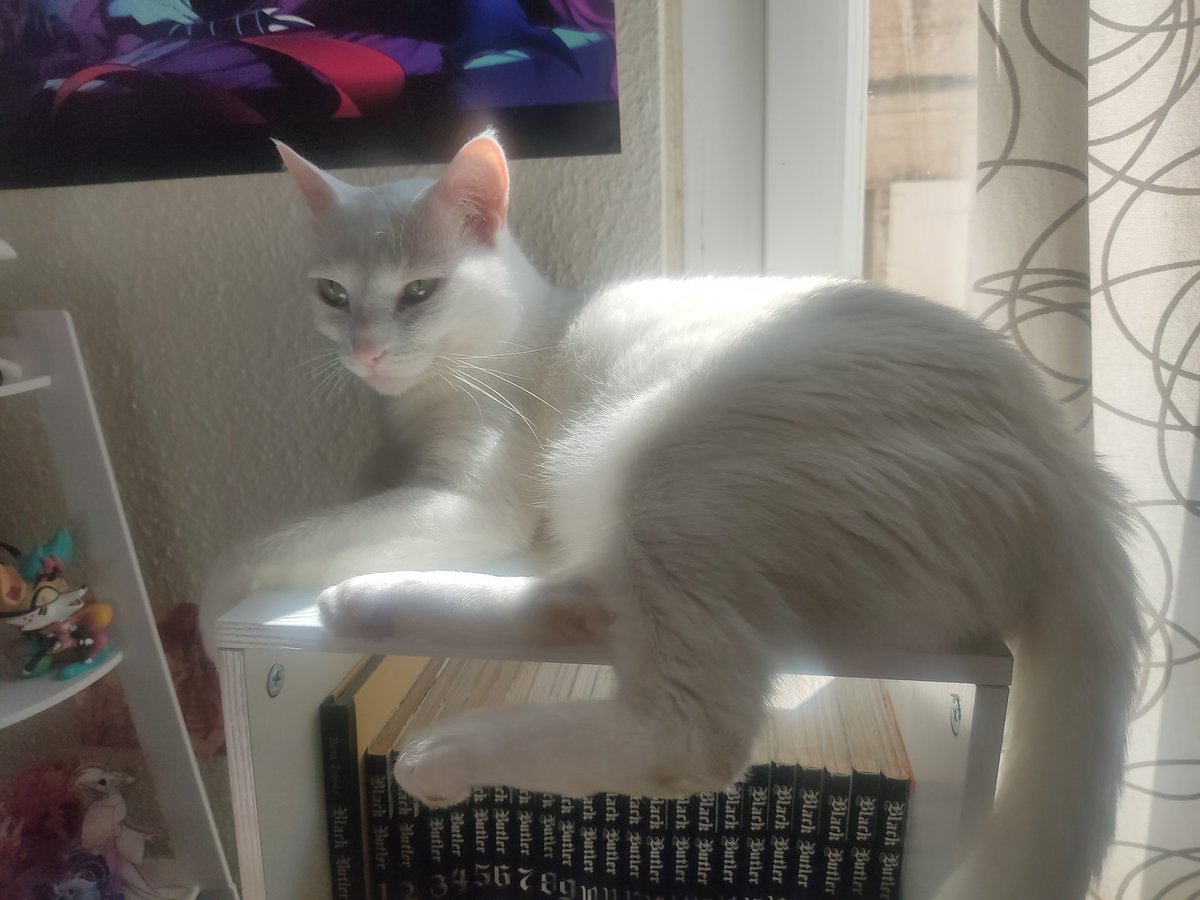 🍉A.C.A.B (All Cats Are Beautiful)🍉 tweet media