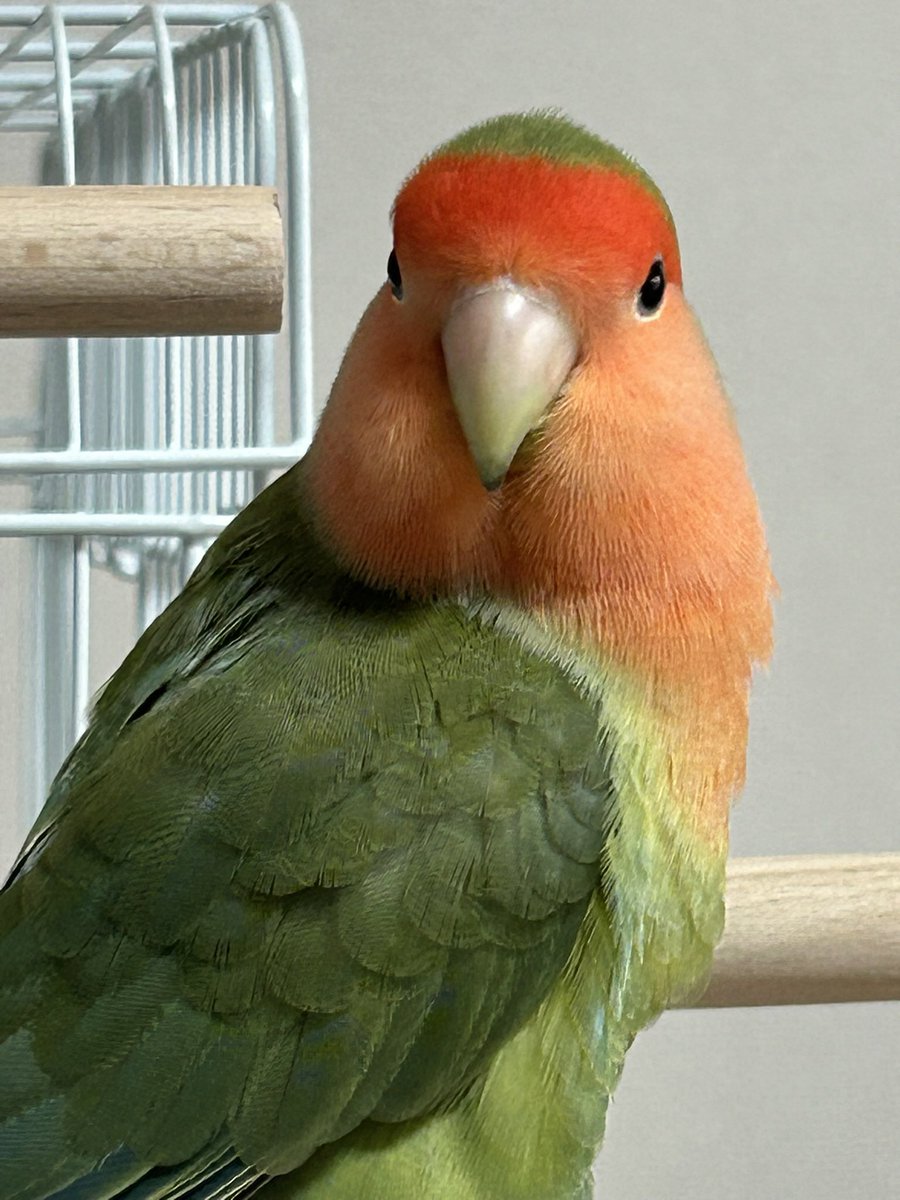 #値上げばっかりで気が滅入るからお気に入りのかわい子ちゃんを貼ろう