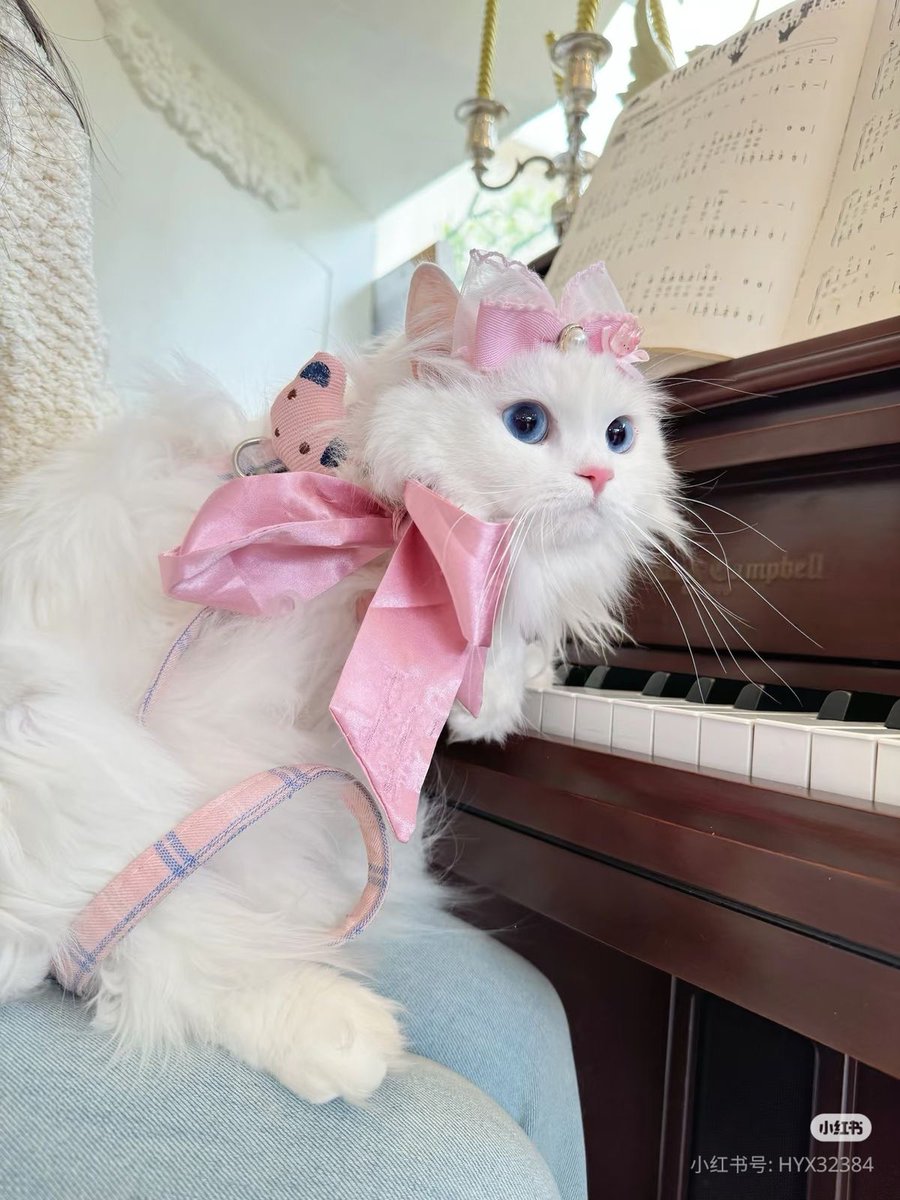 cutest cats tweet media