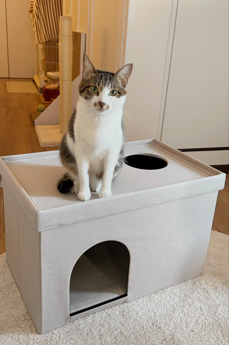 ドーナツてるの tweet media