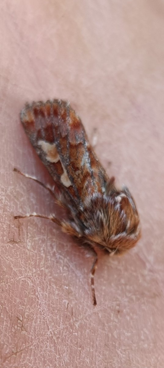 kevin stead tweet media