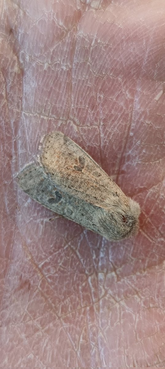 kevin stead tweet media