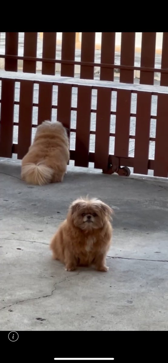 honeybee tweet media