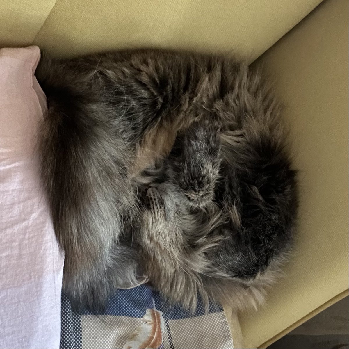 vukićka ogromna tweet media