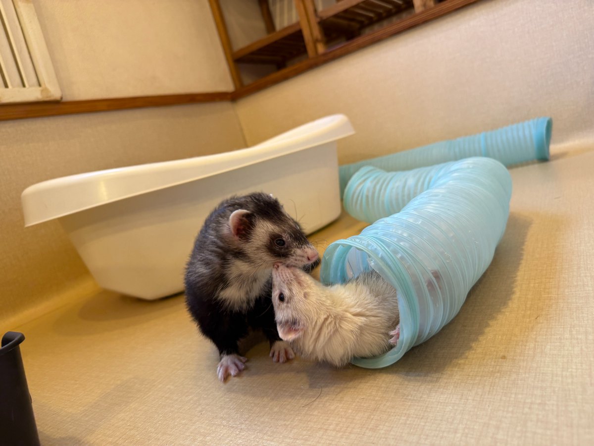 フェレット専門店フェレットリンク tweet media