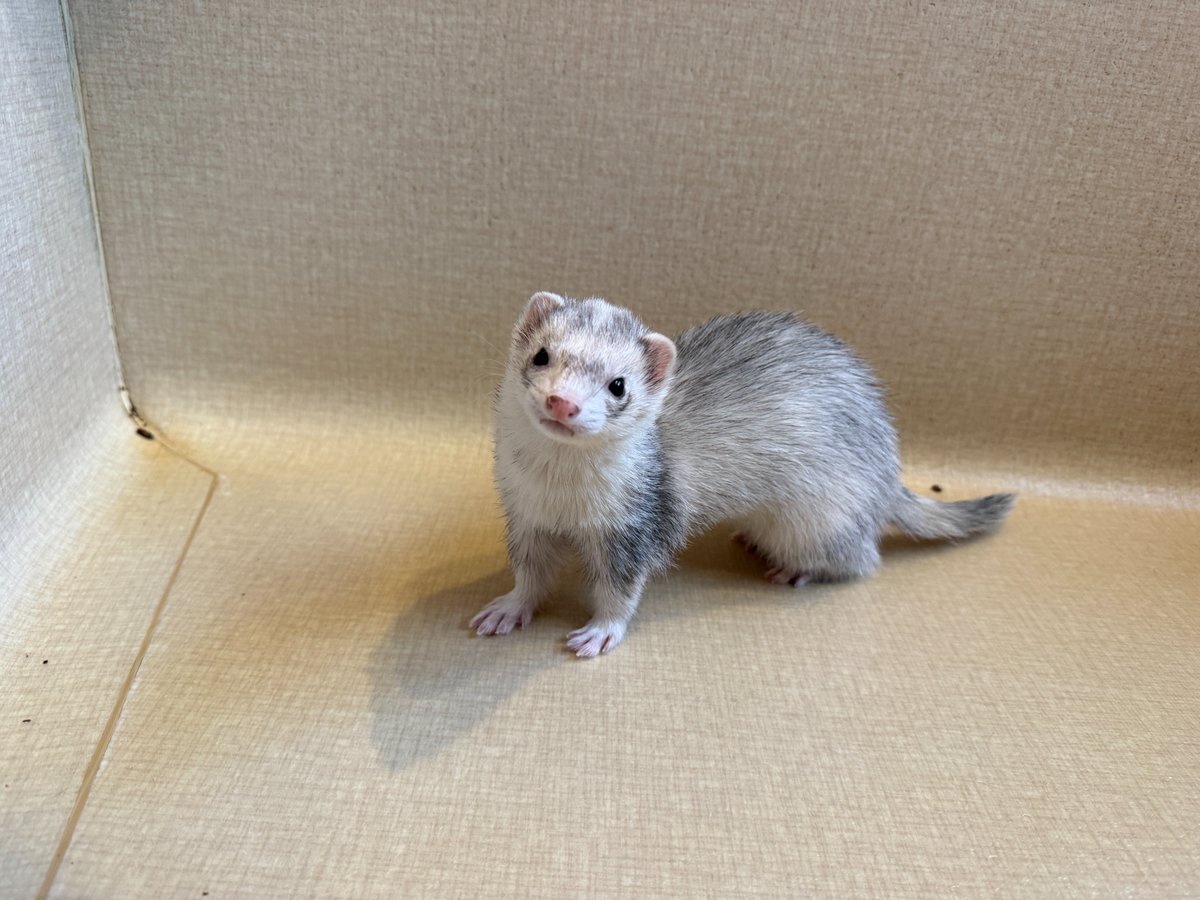 フェレット専門店フェレットリンク tweet media