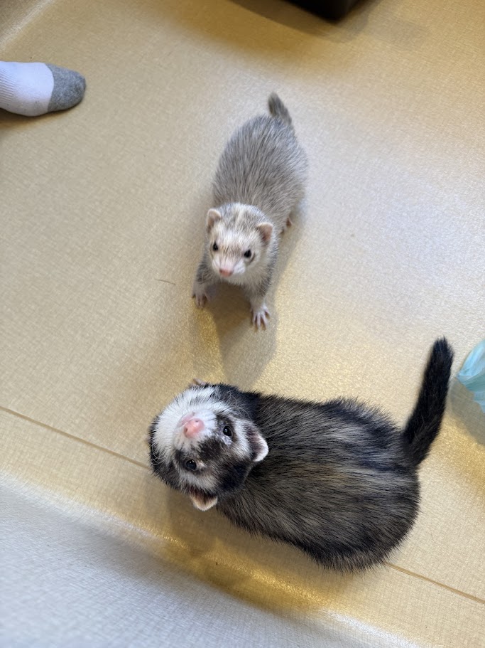 フェレット専門店フェレットリンク tweet media