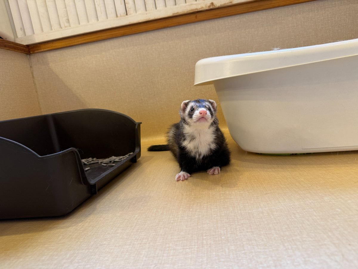 フェレット専門店フェレットリンク tweet media