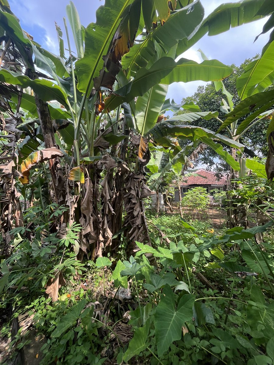 KULINERAIN tweet media