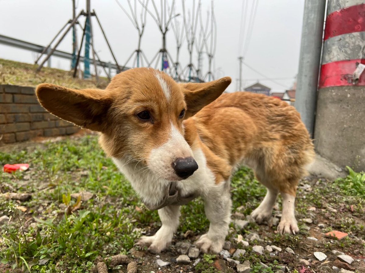 Nikita Dermel tweet media