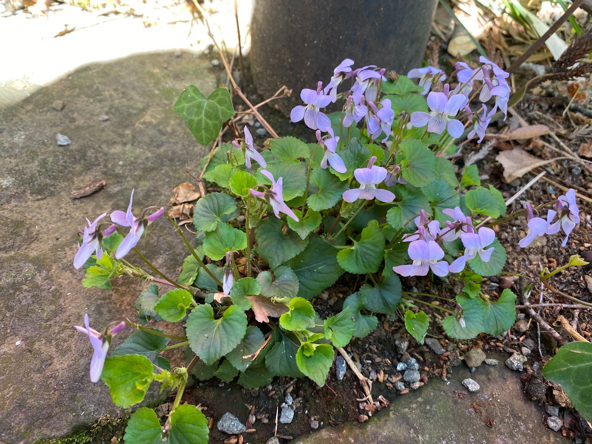 白笹稲荷神社 公式 tweet media