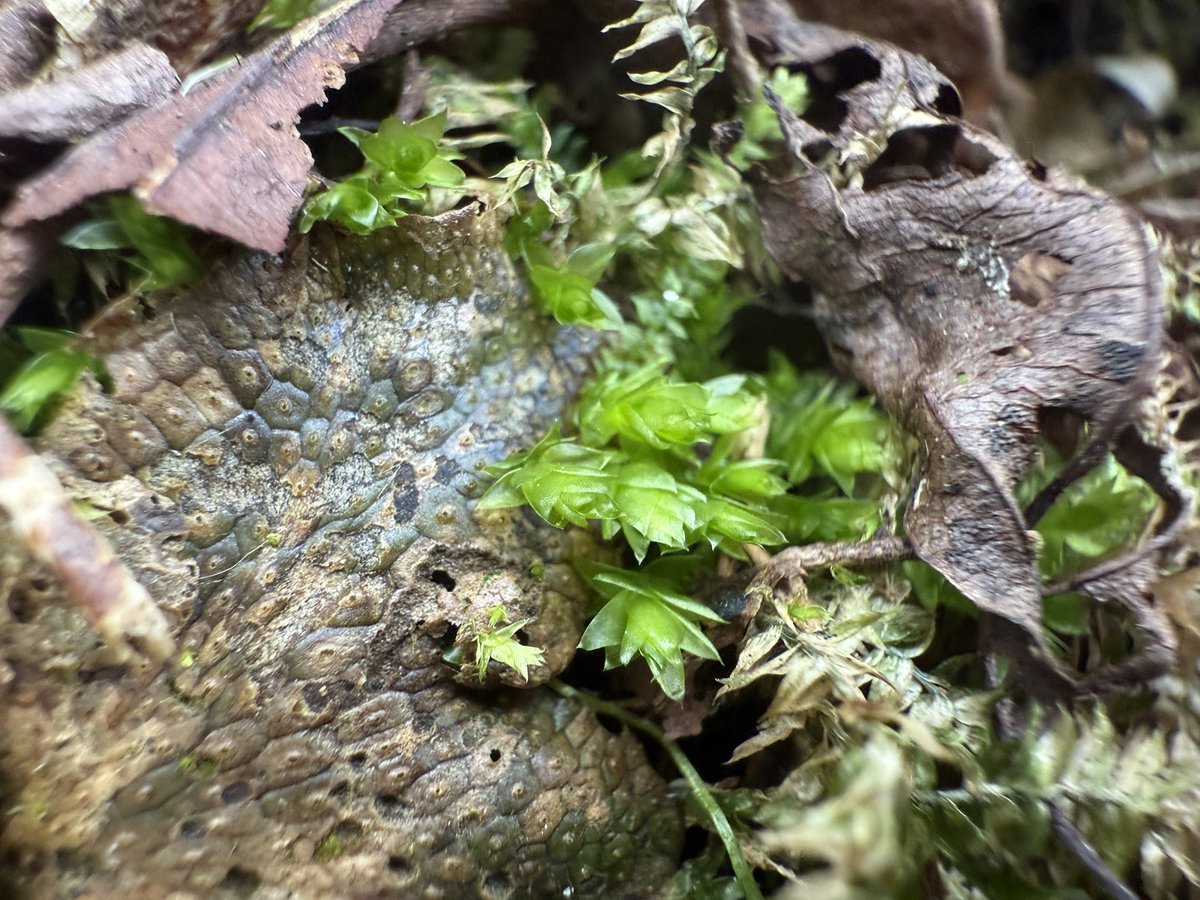 hiroshix to moss tweet media