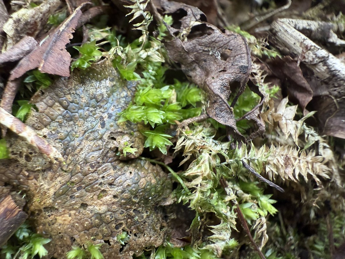 hiroshix to moss tweet media