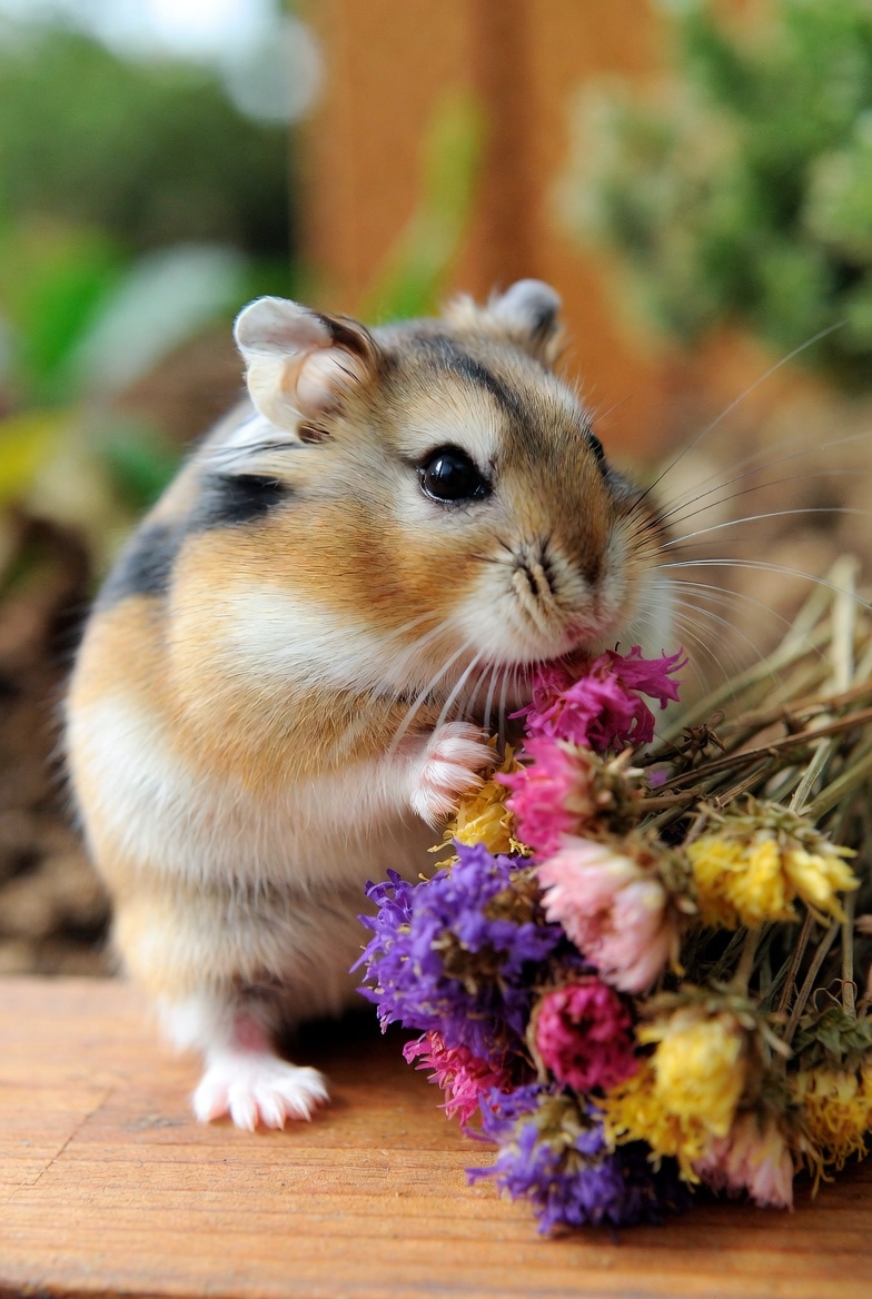 Lady Doi tweet media