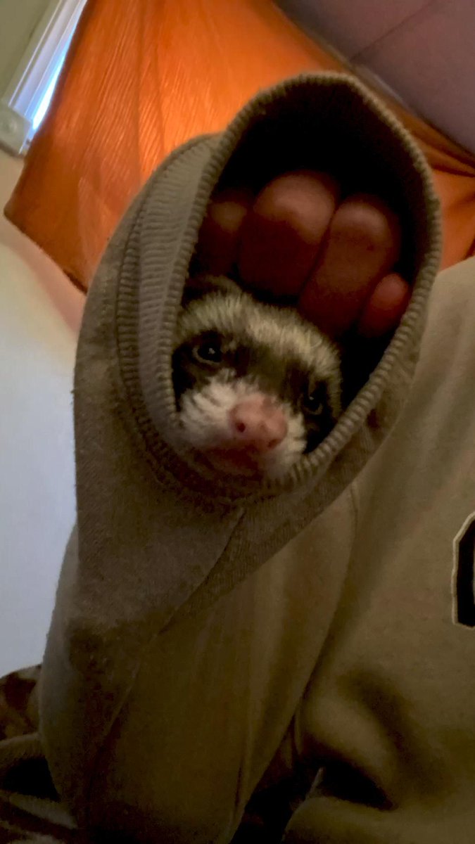 Ferret Every Hour tweet media