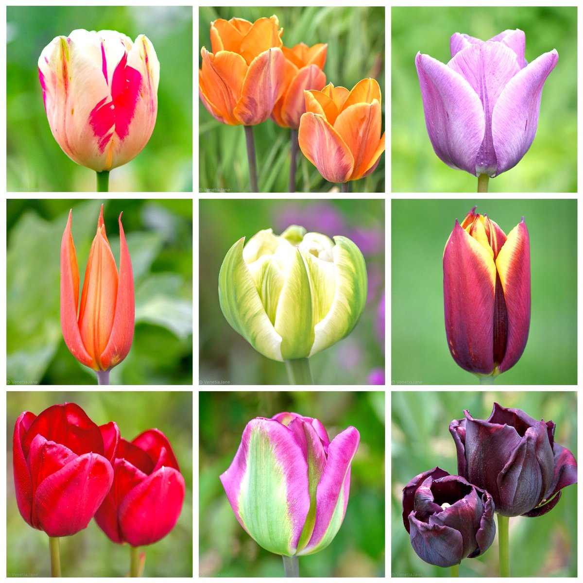 VenetiaJane's Garden tweet media