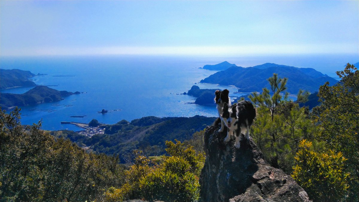 清掃登山犬ハルとフク tweet media