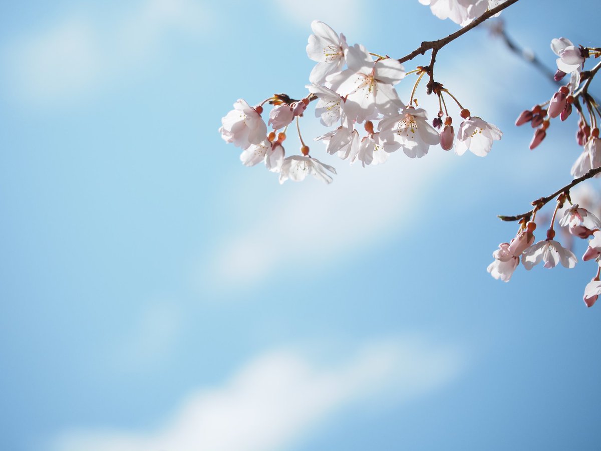 レイン tweet media