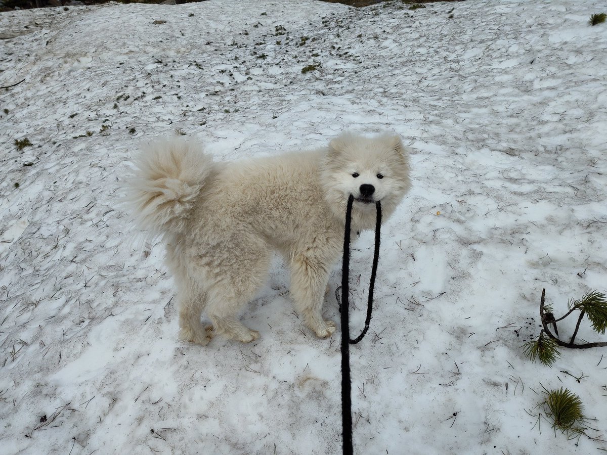 PBrousseau's tweet photo. @DailyGondor However much I'd like to laugh and pretend it's not true, this little fluff ball has been called out on similar sentiment several times... https://t.co/qKU3Ukjz94