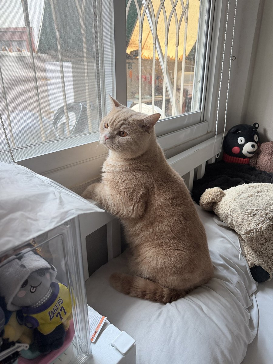 แมวนั่งบาร์ สาขารังสิต