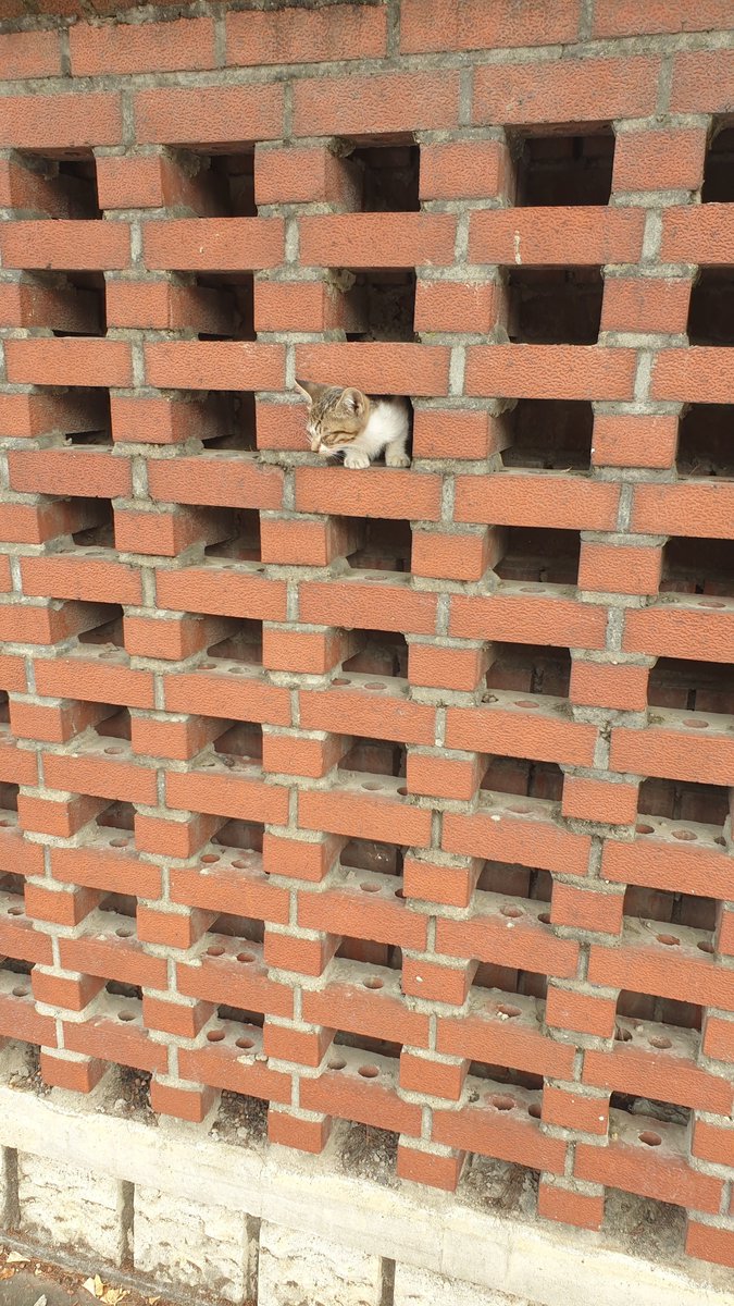 온순한황소(본계터져서 옮김) tweet media