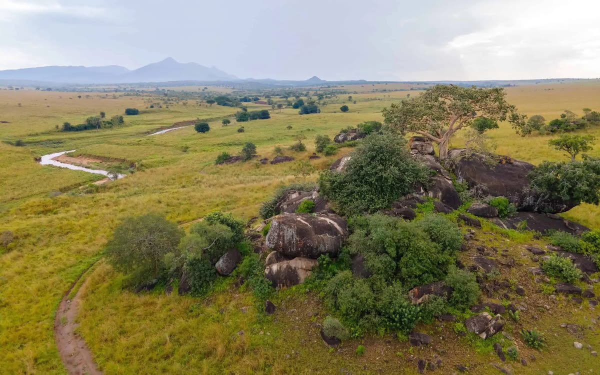 Dolphintoursug's tweet photo. The perfect spot for a perfect wildlife view; kidepo valley national park, in northern Uganda.
https://t.co/BRkPfRUFdB
#tours #ugandasafaris https://t.co/bUaBc4Vie2