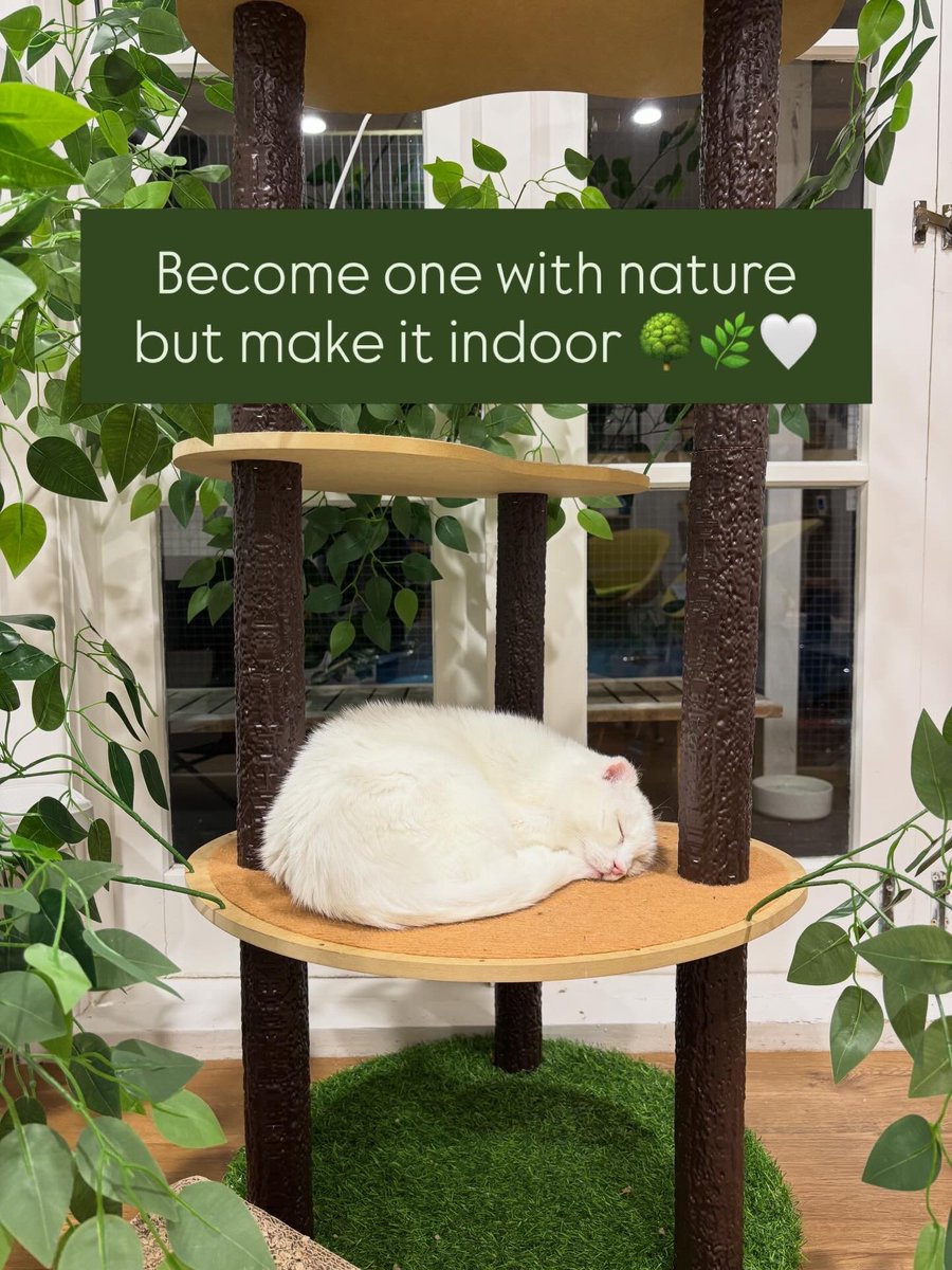 purrsandbeansnz's tweet image. Lady Mary Clawley has claimed this new tree which has been a bit of a fave amongst many of the gang 🤍 We totally get it, it’s pretty tree-rrific, don’t you think?! 🌳😻

#cattree #catification #catifytosatisfy #indoorcatlife #purrsandbeans