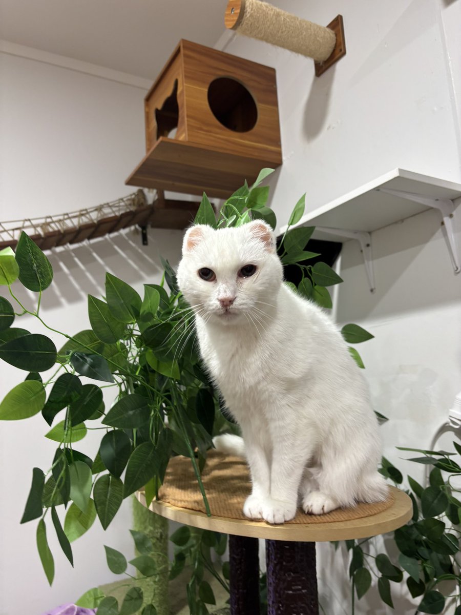 purrsandbeansnz's tweet image. Lady Mary Clawley has claimed this new tree which has been a bit of a fave amongst many of the gang 🤍 We totally get it, it’s pretty tree-rrific, don’t you think?! 🌳😻

#cattree #catification #catifytosatisfy #indoorcatlife #purrsandbeans