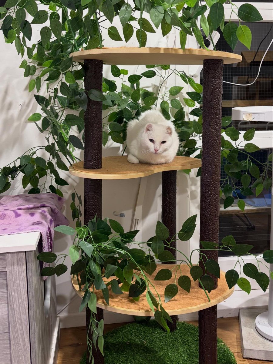purrsandbeansnz's tweet image. Lady Mary Clawley has claimed this new tree which has been a bit of a fave amongst many of the gang 🤍 We totally get it, it’s pretty tree-rrific, don’t you think?! 🌳😻

#cattree #catification #catifytosatisfy #indoorcatlife #purrsandbeans
