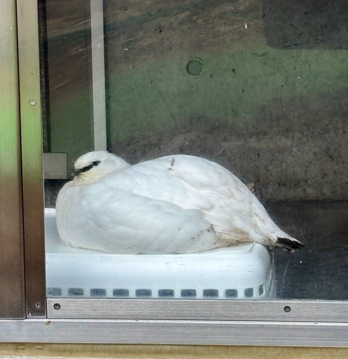 市立大町山岳博物館　付属園【公式】 tweet media