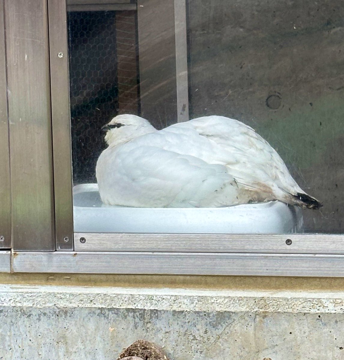 市立大町山岳博物館　付属園【公式】 tweet media