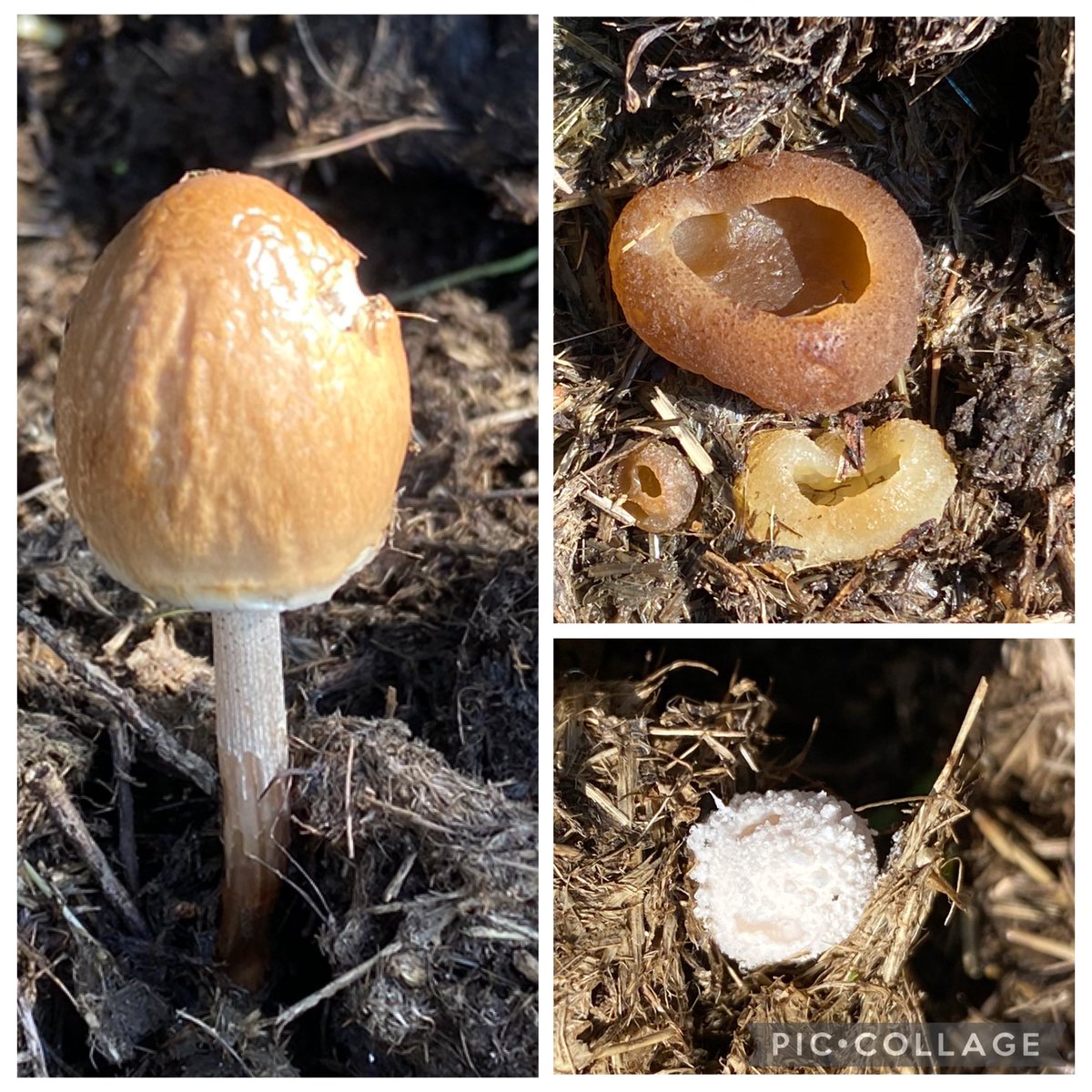 Martine🦋Brennan🍄 tweet media