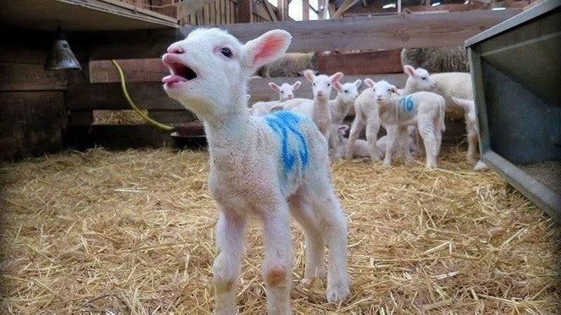 Maitre Christophe Gerard tweet media