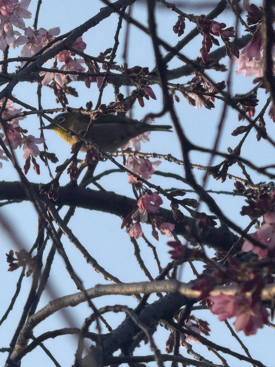 みつや(bot) tweet media