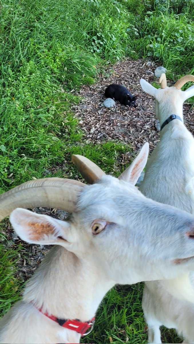 うしはら@両手にやぎ tweet media