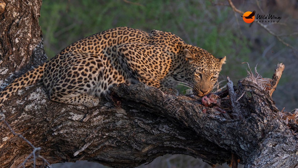 WildWingsSafaris tweet media